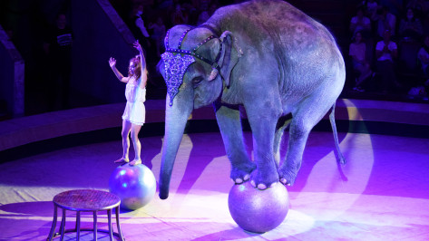 Вопреки законам физики. В Воронежском цирке слоны стоят на голове и балансируют на шарике
