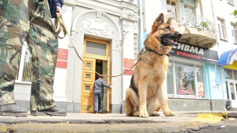 В Воронеже служебная собака помогла поймать квартирного вора