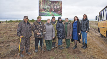 В окрестностях лискинского села Духовое высадили 16 тыс сеянцев сосны