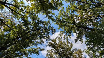 Губернатор Воронежской области утвердил создание новой природоохранной структуры