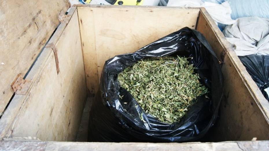 Калачеевские полицейские изъяли у местного жителя более 2 кг марихуаны