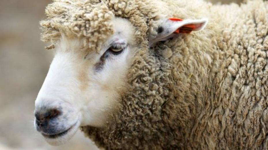 В Хохольском районе местные жители два месяца крали овец у фермера