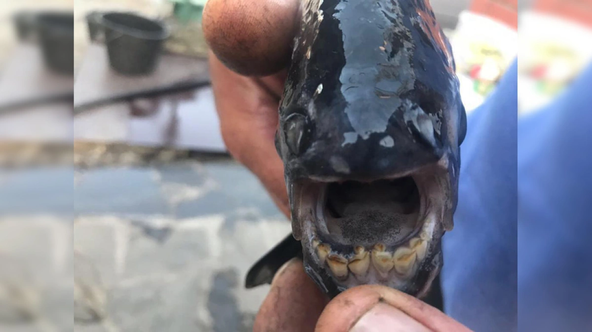 Рыбы воронежского водохранилища. Пиранья в Воронежской области. Пираньи в водохранилище в Воронеже. Мутанты в Воронежском водохранилище.