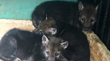 В Воронежском зоопарке в апреле родились 3 волчат и 2 енота