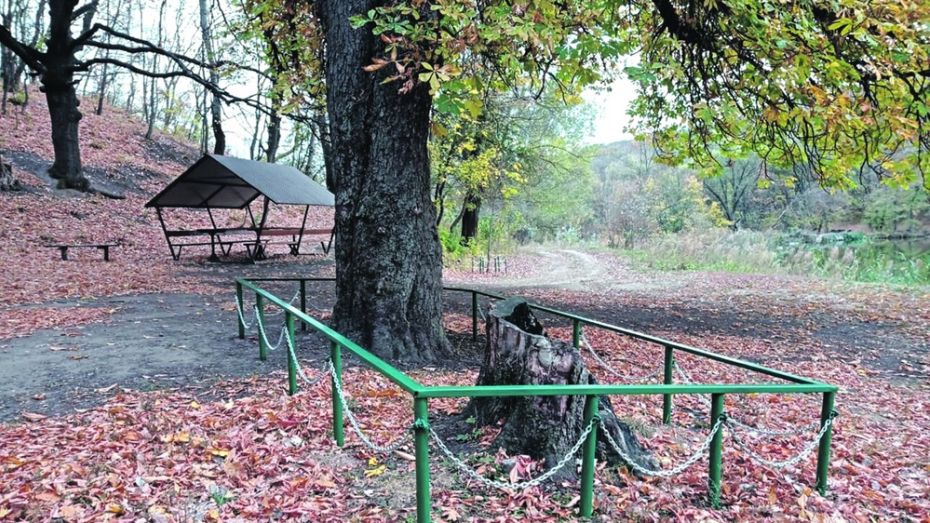 Статус памятника живой природы присвоили каштану Льва Толстого в Воронежской области