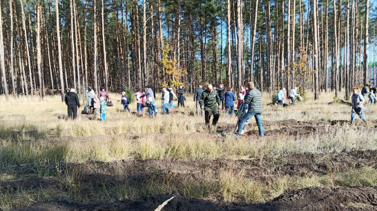 Лискинцев позвали высадить 400 тыс сосен и акаций