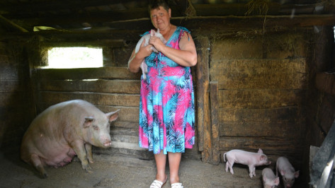 В Воронежской области выявили очаг африканской чумы свиней