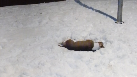 Воронежцы рассказали о выброшенной из окна в новогоднюю ночь собаке