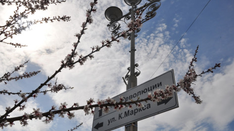 В Павловске зацвели абрикосы