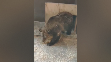 В Воронежском зоопарке показали, как бурые медведи готовятся к спячке: видео