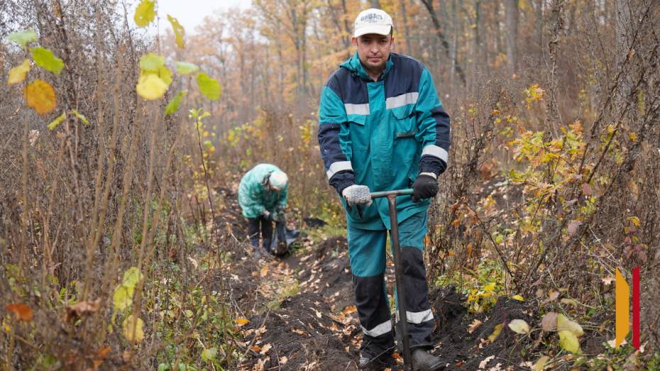 В Острогожском районе высадят более 100 тыс молодых дубов