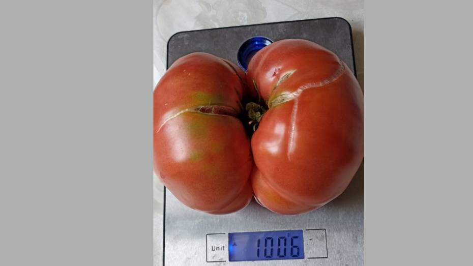 Семья огородников из Хохольского района вырастила помидор весом 1 кг