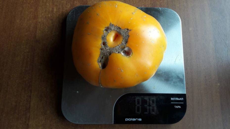 Жительница лискинского села вырастила помидоры-гиганты