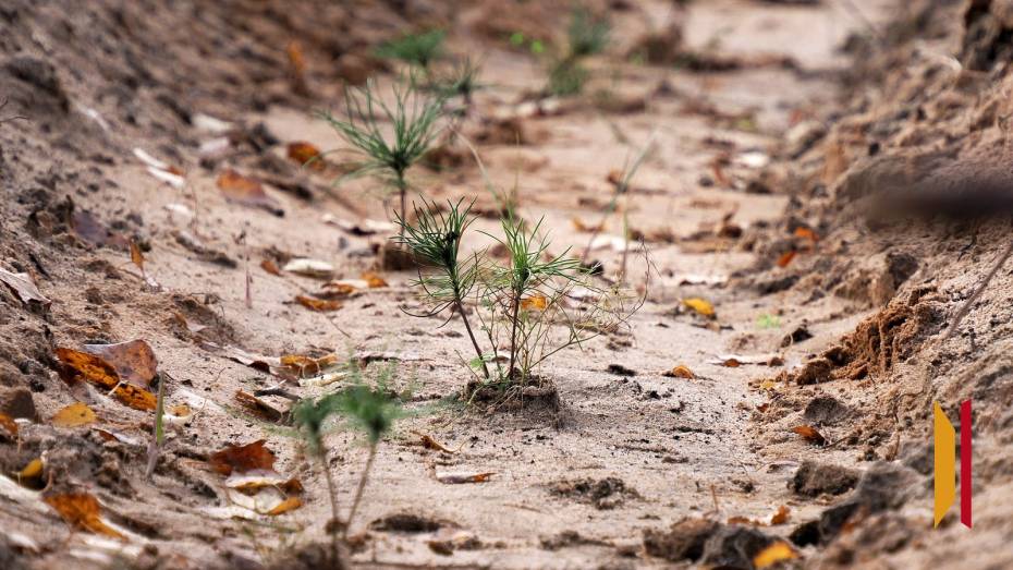 В Воронежской области высадят более 1,4 га леса
