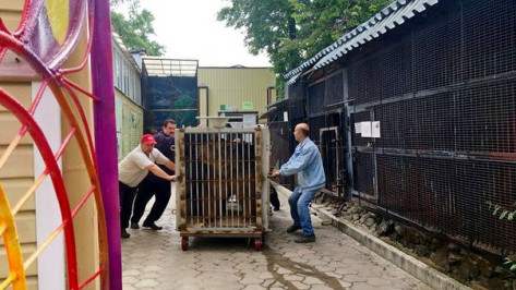 Медведь Умка переехал в новый вольер Воронежского зоопарка