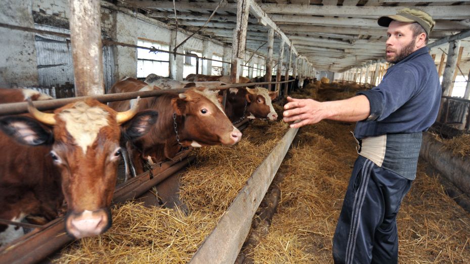 Воронежская область вошла в число лидеров страны по производству молока