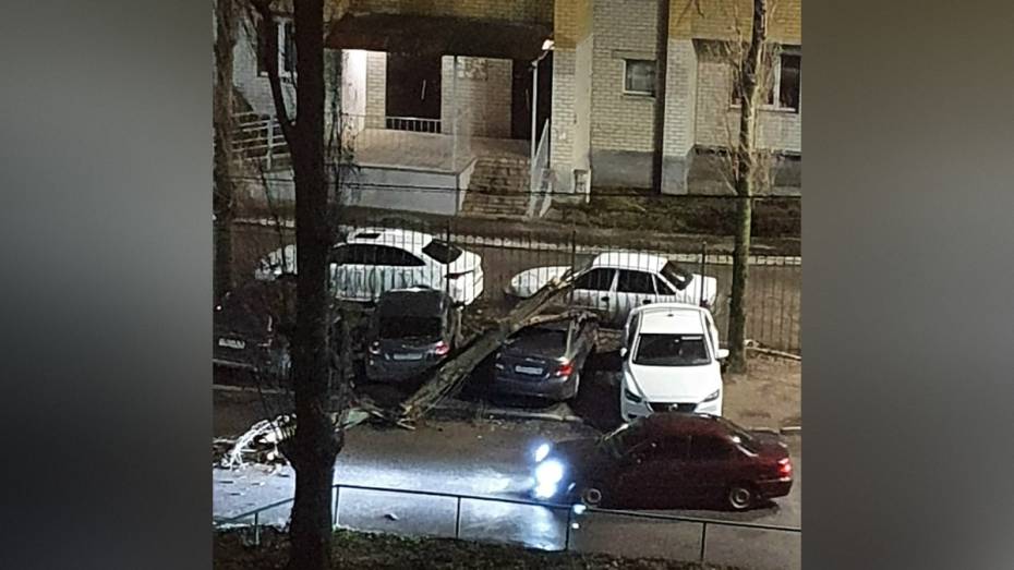 В Воронеже количество упавших деревьев возросло до 63