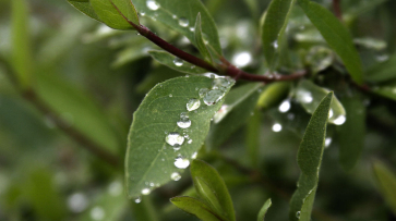 Похолодание и дожди ожидаются в Воронеже на рабочей неделе