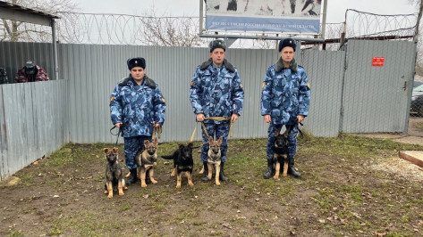 Из Борисоглебска в ДНР передали щенков немецкой овчарки