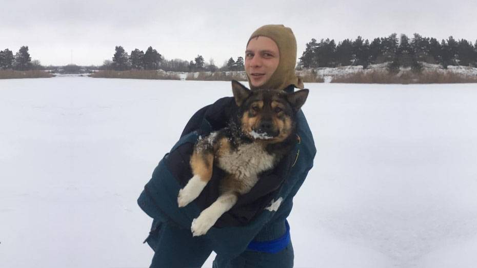Замерзающую на пруду собаку спасли в Хохольском районе