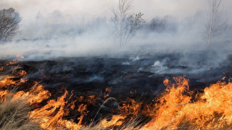 В Воронеже с начала года произошло 99 ландшафтных пожаров