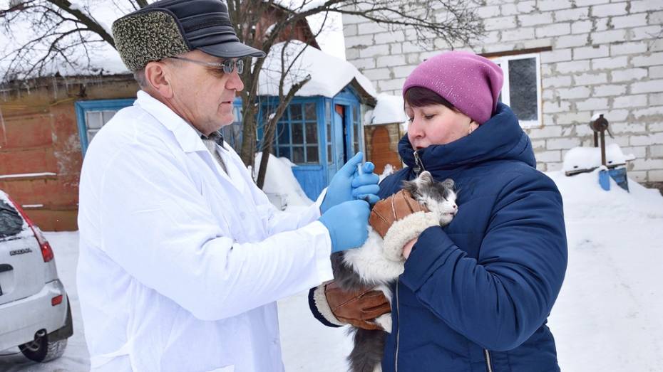 В Панинском районе бешеная кошка покусала сельчанина