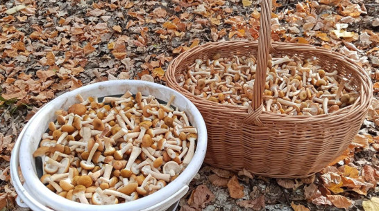 Воронежские грибники поделились кадрами щедрого урожая опят