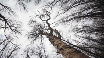 В воронежском лесопарке Оптимистов погиб работник муниципального «Зеленхоза»