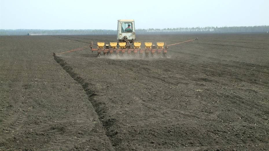 В Воронежской области яровыми культурами засеяли более 8 тыс гектаров