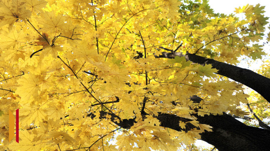 В Воронежской области потеплеет до +15 градусов