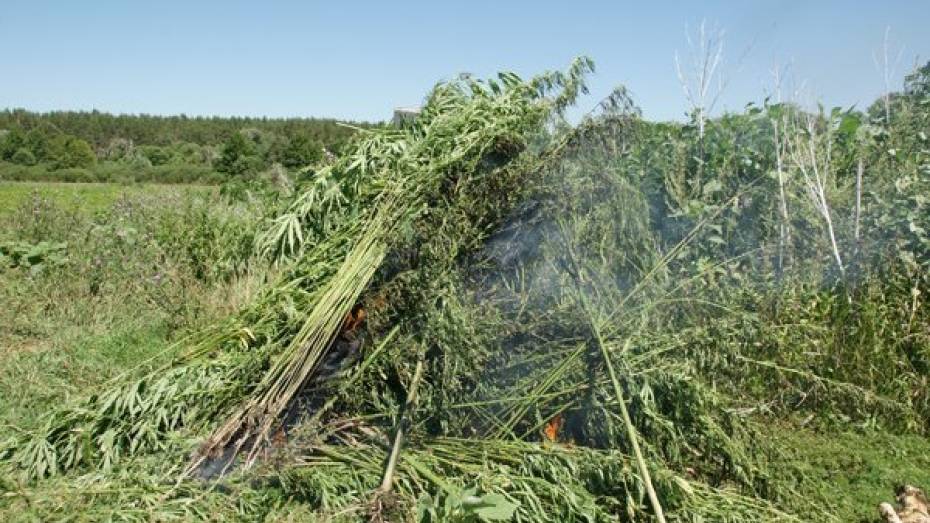 Во время операции «Мак-2014» воронежские нарколицейские уничтожили 118 тонн растений