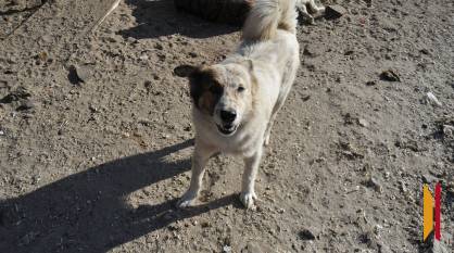 В Воронеже после нападения бродячей собаки на девочку возбудили уголовное дело