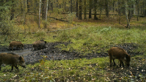 Воронежцам показали, как кабанчики принимают грязевые ванны