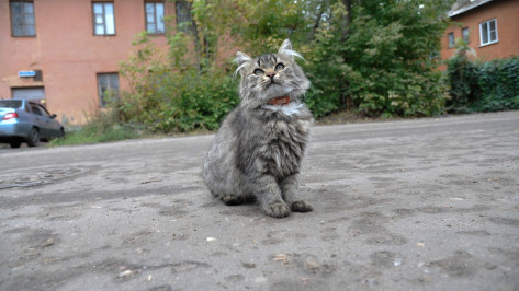 Тест РИА «Воронеж». Как пишутся названия воронежских улиц?