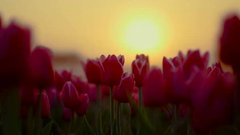 Губернатор Воронежской области поздравил женщин, помогающих защитникам Родины, стихотворением бойца