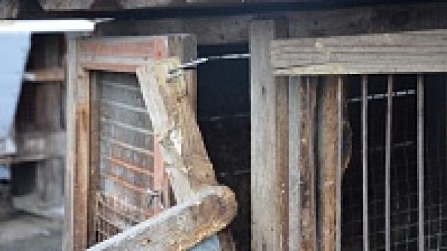 Журналисты РИА «Воронеж» разыскали человека, поймавшего «чупакабру» в капкан