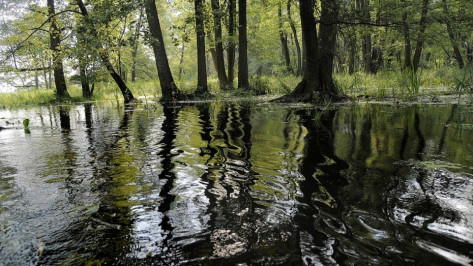 Специалисты проверили водоем Воронежского заповедника на наличие пестицида