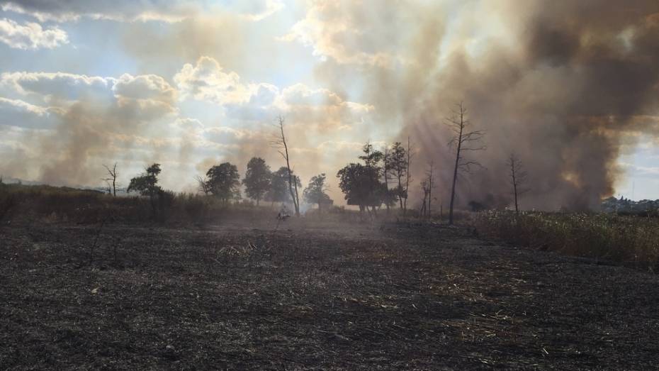 В Боброве в пойме реки Битюг выгорело около 1 га травы и камыша