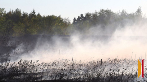 Больше, чем годом ранее: в Воронежской области зафиксировано 800 случаев горения сухой травы