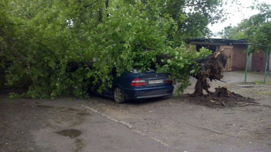 В Воронеже дерево упало на припаркованный BMW