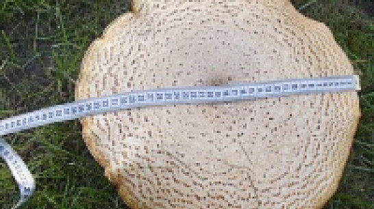 В нижнедевицком парке вырос огромный гриб