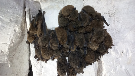 В Воронежской области завершили исследования пещерных зимовок летучих мышей