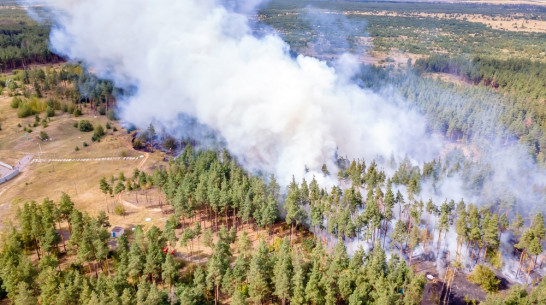 Ландшафтный пожар уничтожил 5 га лесной подстилки в воронежском райцентре