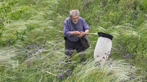 Скопа и брандушка разноцветная: какие редкие виды птиц и растений нашли в Воронежской области