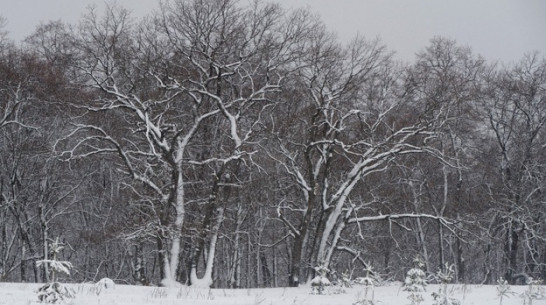 В Грибановском районе задержан подозреваемый в убийстве 36-летней женщины