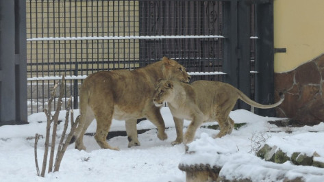 Воронежский зоопарк объявил конкурс ко Дню влюбленных