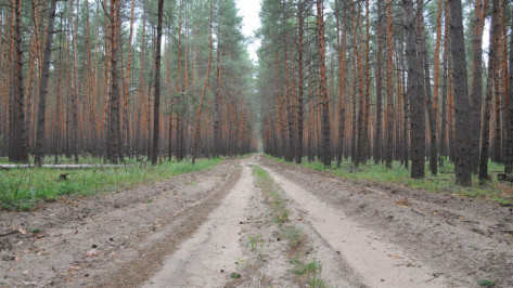 Власти оформили границы зеленого пояса Воронежа 
