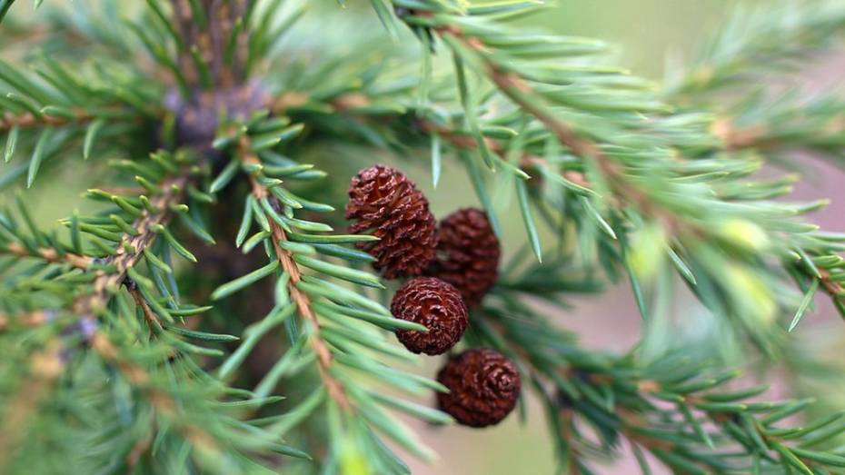 В Верхнемамонском районе стартовала природоохранная акция «Новогодняя елка» 