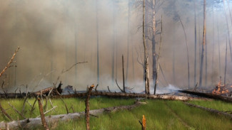 Спасатели потушили пожар в Воронежском биосферном заповеднике