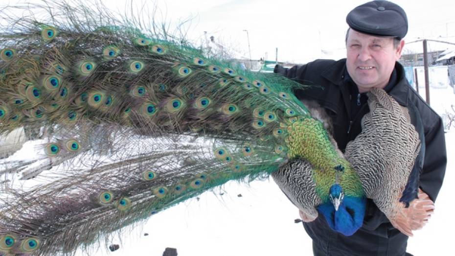 Житель Ольховатского района разводит павлинов, фазанов и попугаев